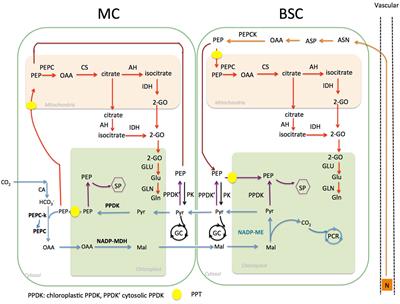 What Matters for C4 Transporters: Evolutionary Changes of Phosphoenolpyruvate Transporter for C4 Photosynthesis